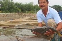 Chơi sang cho cá chép ăn đậu Úc, nông dân Thái Bình thu tiền tỷ