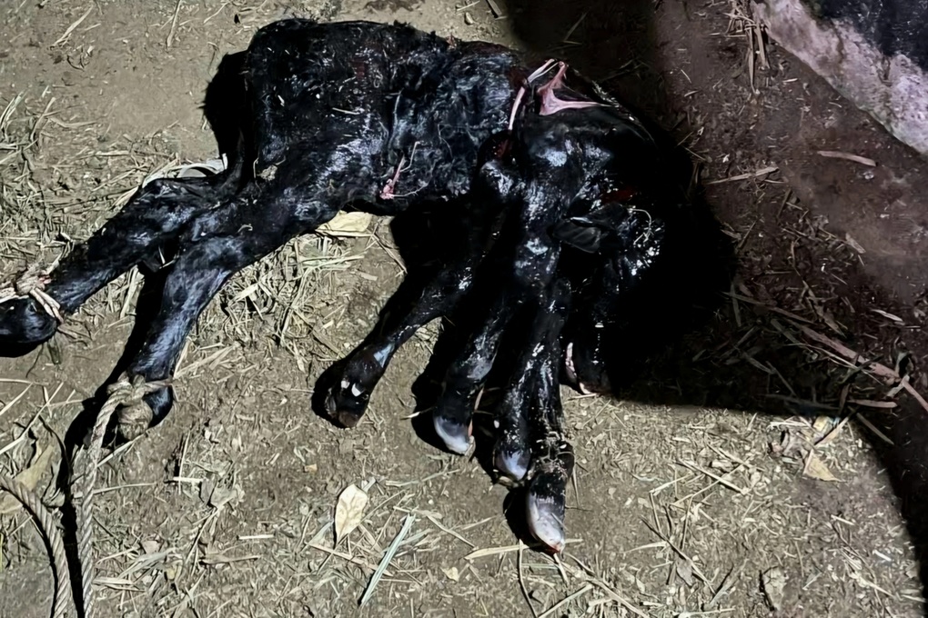 Con bê có 6 chân hiếm gặp - 1 Con bê có 6 chân hiếm gặp - 1