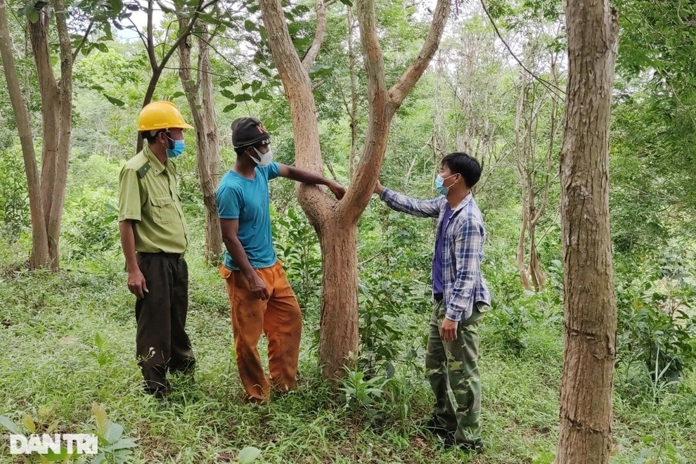 Làng nghèo sở hữu gia tài tiền tỷ nhờ cây rừng quý mọc trên đất rẫy - 2 Làng nghèo sở hữu gia tài tiền tỷ nhờ cây rừng quý mọc trên đất rẫy - 2