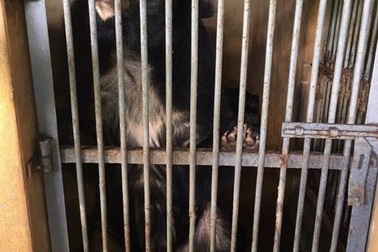 Giải cứu 2 cá thể gấu ngựa bị nuôi nhốt cuối cùng tại An Giang