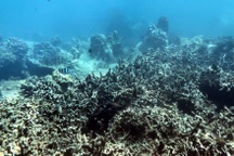 Khánh Hòa vào cuộc vụ rạn san hô "nghìn năm" ở Nha Trang chết hàng loạt