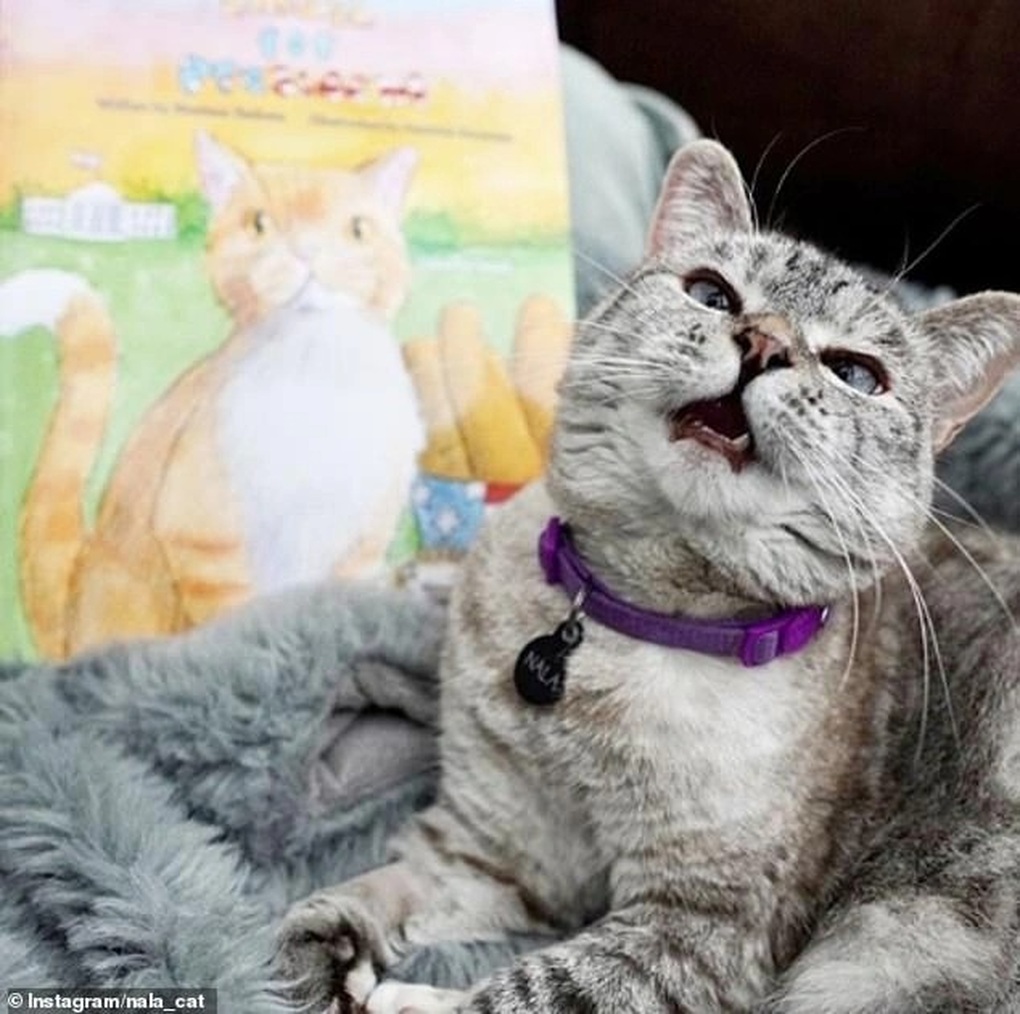 Having $ 97 million, Taylor Swift's cat is the 3rd richest in the pet world - 2