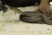 Súp rắn - Món ăn từ "loài máu lạnh" để sưởi ấm ngày đông buốt giá