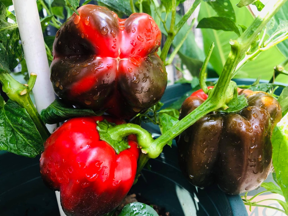 Học cách làm phân cá giàu đạm giúp cây phát triển xanh tốt - 6 Học cách làm phân cá giàu đạm giúp cây phát triển xanh tốt - 6