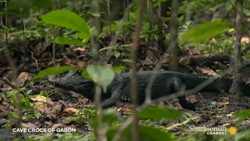 Cá sấu nhịn thở hàng giờ dưới nước, nằm bất động dụ con mồi chui vào miệng - 1 Cá sấu nhịn thở hàng giờ dưới nước, nằm bất động dụ con mồi chui vào miệng - 1
