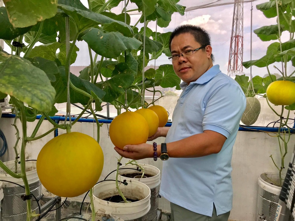 Mê mẩn vườn treo sân thượng, thu 4 tạ quả/ năm của ông bố ở Bình Dương - 4 Mê mẩn vườn treo sân thượng, thu 4 tạ quả/ năm của ông bố ở Bình Dương - 4