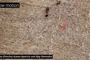 Loài nhện đi săn bằng cách "nhảy múa" xung quanh con mồi