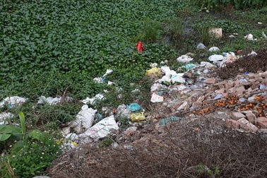 Gà Đông Tảo chết hàng loạt không rõ nguyên nhân