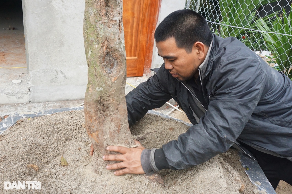 Bỏ công săn cây mai hàng trăm triệu nhưng mong... đừng bán được - 3 Bỏ công săn cây mai hàng trăm triệu nhưng mong... đừng bán được - 3