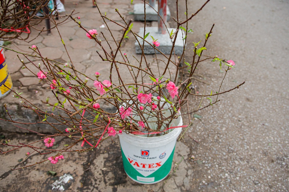 Ngắm đào Nhật Tân xuống phố khoe sắc sớm - 3 Ngắm đào Nhật Tân xuống phố khoe sắc sớm - 3