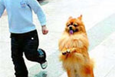 Chó đi bằng 2 chân suốt 5 dặm!