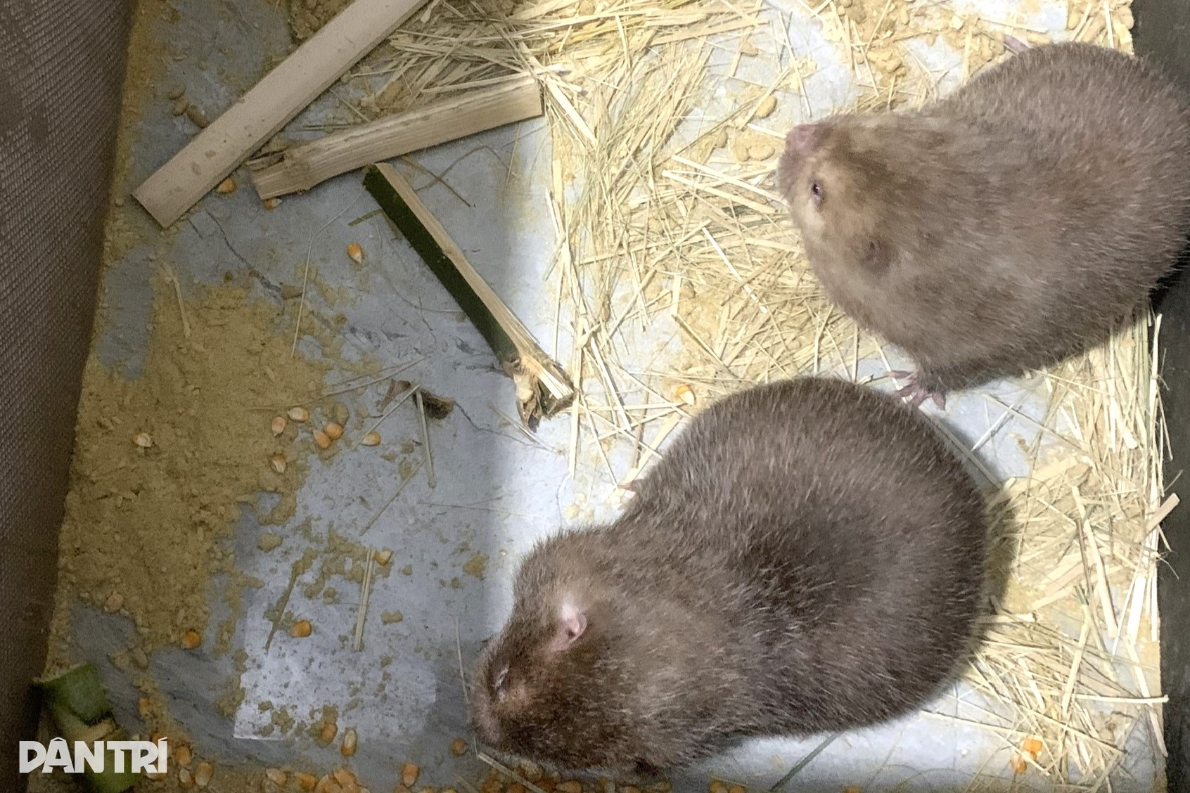 9X انجینئر نے رات کے جانوروں کی پرورش کے لیے نوکری چھوڑ دی، سالانہ 200 ملین VND کماتا ہے - 3 Kỹ sư 9X bỏ nghề về nuôi loài ăn đêm ngủ ngày, mỗi năm lãi 200 triệu đồng - 3