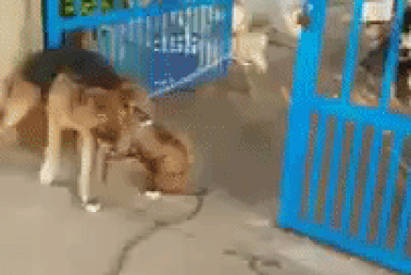 Chó Becgie gây sự với Pitbull và cái kết