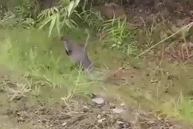 Ba con chuột túi ngoài tự nhiên được phát hiện ở Cao Bằng