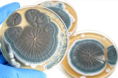 Tìm hiểu về những loại thuốc làm thay đổi lịch sử nhân loại