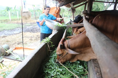 Phú Yên: Nhờ vốn vay thoát nghèo, nhiều hộ người dân tộc đã thành tỉ phú