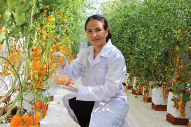 Cô giáo có thu nhập lý tưởng nhờ trồng cà chua công nghệ cao