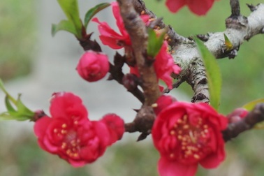 Chiêm ngưỡng cây đào thất thốn giá 160 triệu đồng