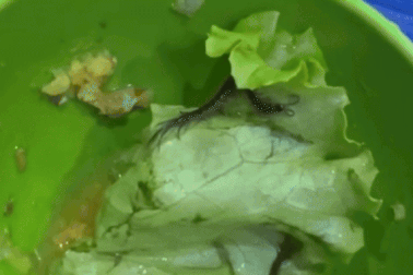 Ăn bánh xèo ở Hà Nội, khách hoảng hốt phát hiện rết còn sống trên rau