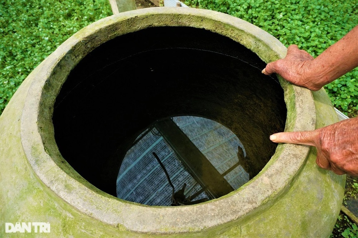 Lão nông mang rau dại về trồng, bất ngờ thu nhập cao - 7 Lão nông mang rau dại về trồng, bất ngờ thu nhập cao - 7