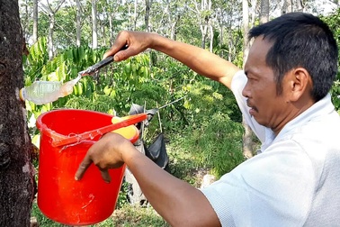 Cây mủ trôm thu về cho gia đình ông Đức thu về hàng triệu đồng mỗi ngày