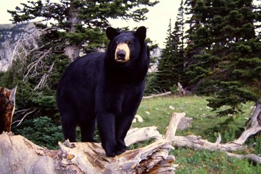 Con người đang là nỗi khiếp sợ của các loài thú