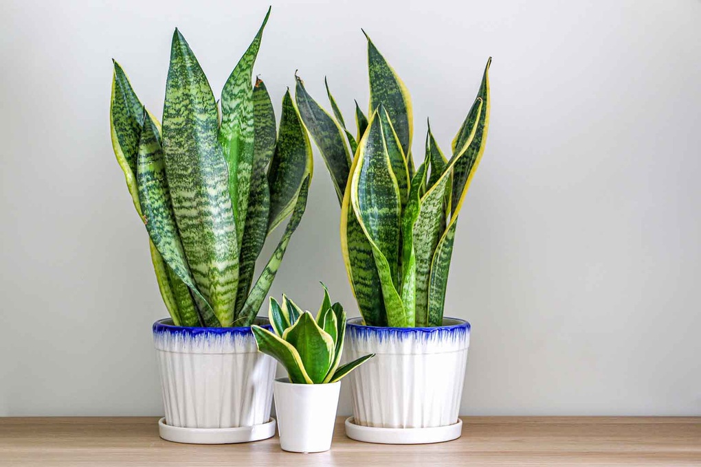 5 loại cây cảnh trong nhà cho người bận rộn hoặc hay quên - 2 5 loại cây cảnh trong nhà cho người bận rộn hoặc hay quên - 2