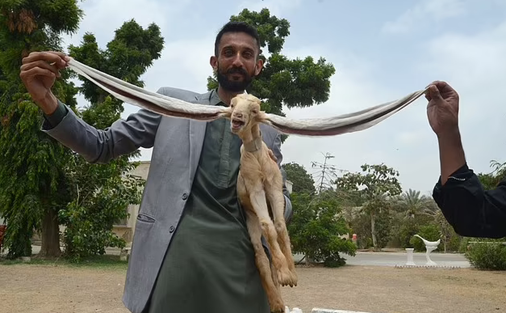 Cận cảnh đôi tai dài gần 50cm có một không hai của chú dê ở Pakistan - 1 Cận cảnh đôi tai dài gần 50cm có một không hai của chú dê ở Pakistan - 1