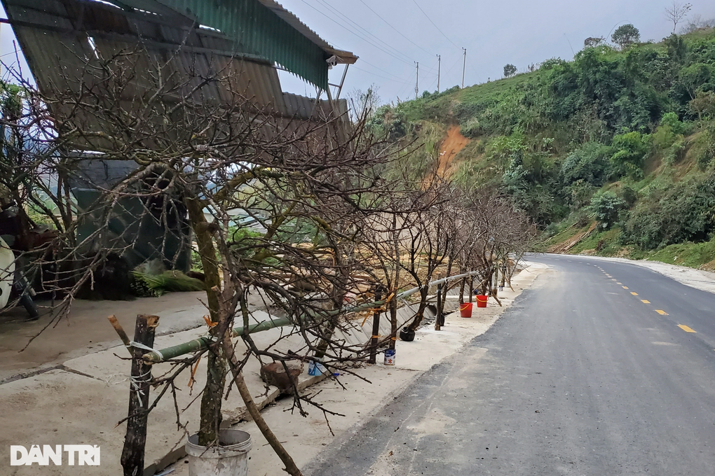 Bán loại đào mốc như cành củi khô, thương lái liên tục chốt đơn - 2