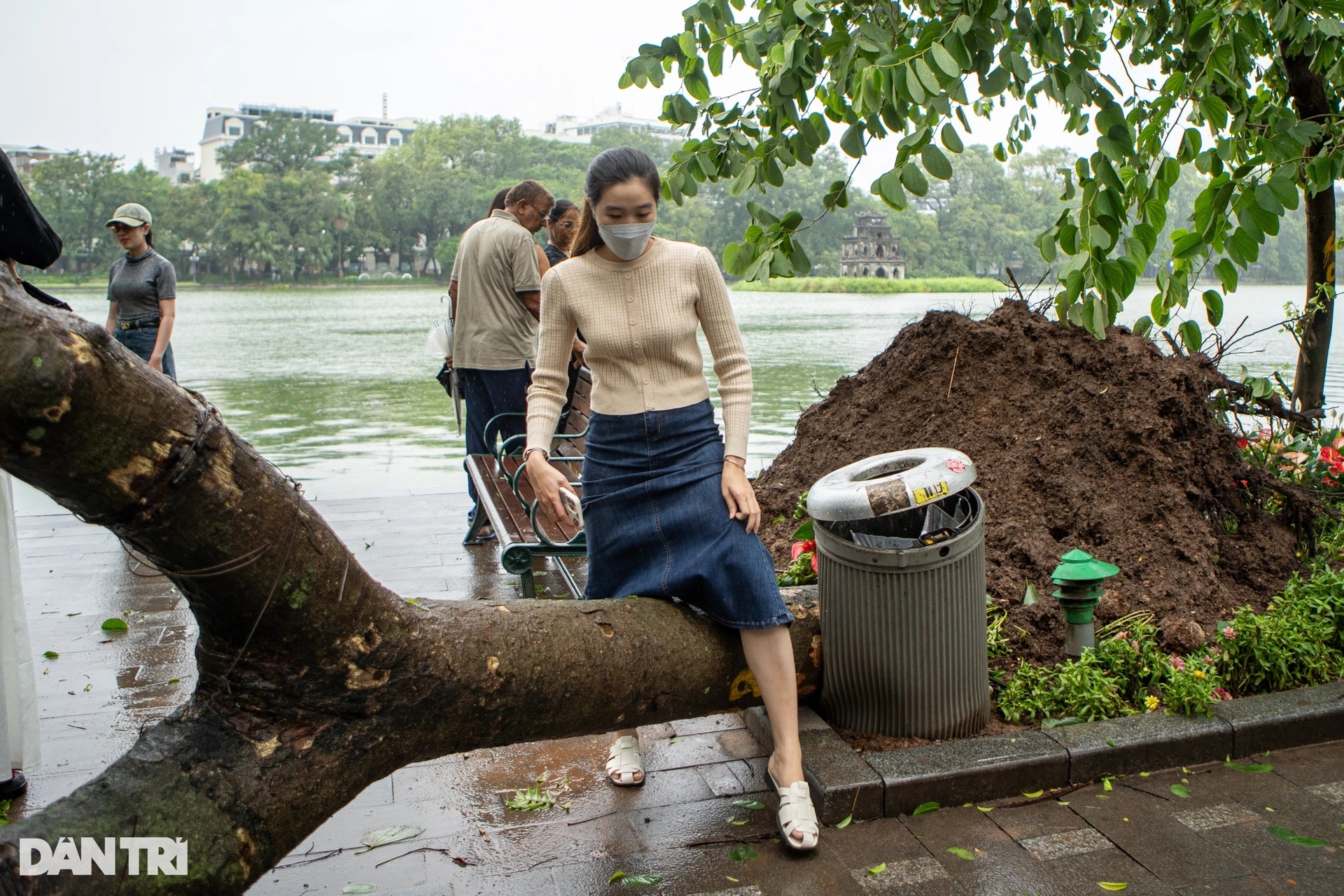 Loạt cây cổ thụ ở các điểm check-in tại Hà Nội đổ gục vì bão gây tiếc nuối - 6 Loạt cây cổ thụ ở các điểm check-in tại Hà Nội đổ gục vì bão gây tiếc nuối - 6