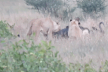 Nỗ lực phút cuối giúp linh dương đầu bò đánh bại sư tử, giữ được mạng sống