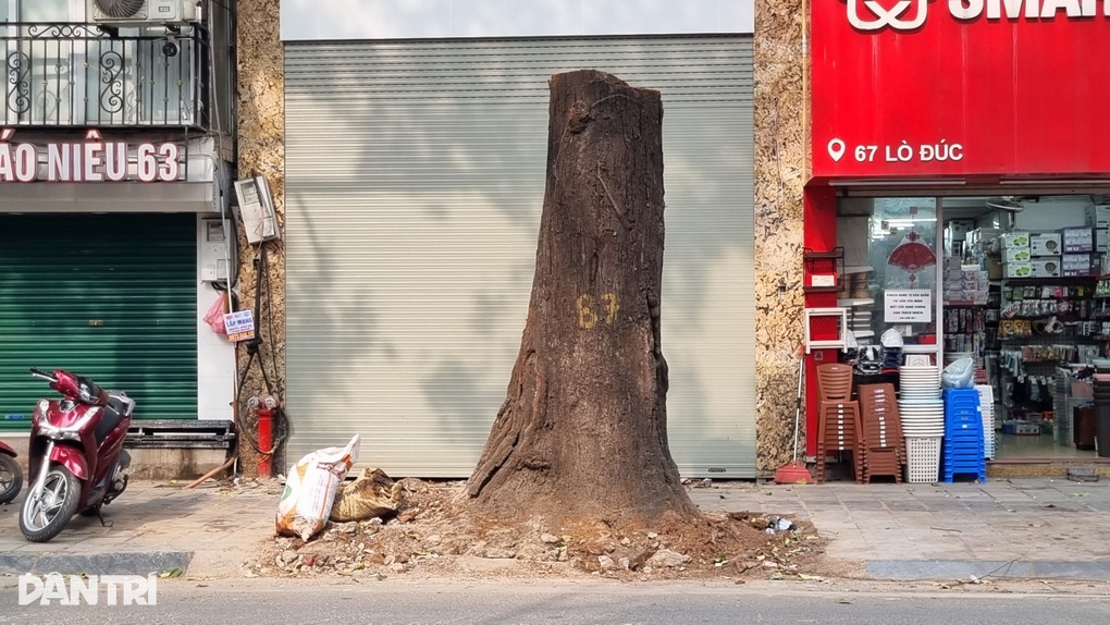 Hà Nội: Chuyển công an điều tra vụ cây sao đen chết khô trên phố Lò Đúc - 2 Hà Nội: Chuyển công an điều tra vụ cây sao đen chết khô trên phố Lò Đúc - 2