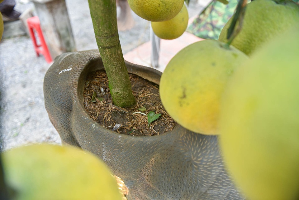 Chưa Tết, siêu phẩm trâu cõng bưởi đã hết hàng - 7 Chưa Tết, siêu phẩm trâu cõng bưởi đã hết hàng - 7