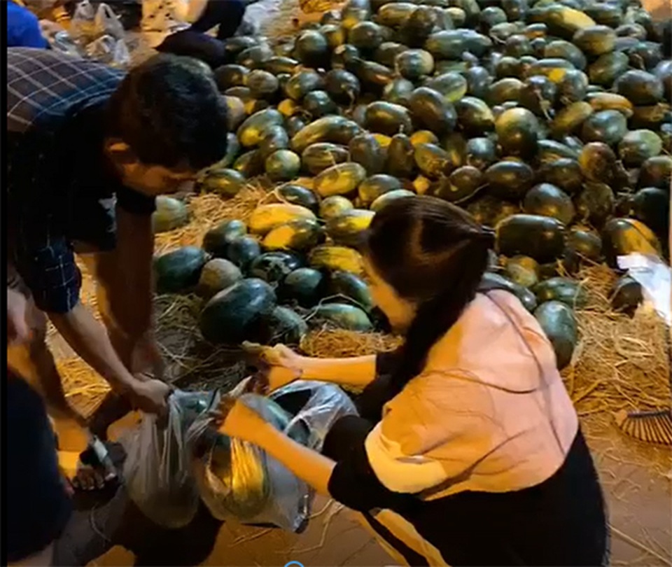 Á hậu Kim Duyên góp sức “giải cứu” dưa hấu tại quê nhà Cần Thơ - 2 Á hậu Kim Duyên góp sức “giải cứu” dưa hấu tại quê nhà Cần Thơ - 2