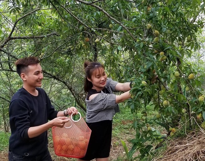 Đào Sapa vào mùa, chìm đắm trong hương vị ngọt ngào của trái ngon Tây Bắc - 5