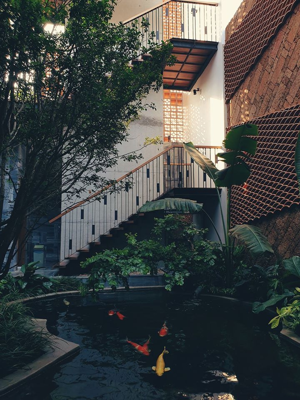 Gia đình trẻ ở Đà Nẵng làm vườn, nuôi cá trong biệt thự giữa phố - 2 Gia đình trẻ ở Đà Nẵng làm vườn, nuôi cá trong biệt thự giữa phố - 2