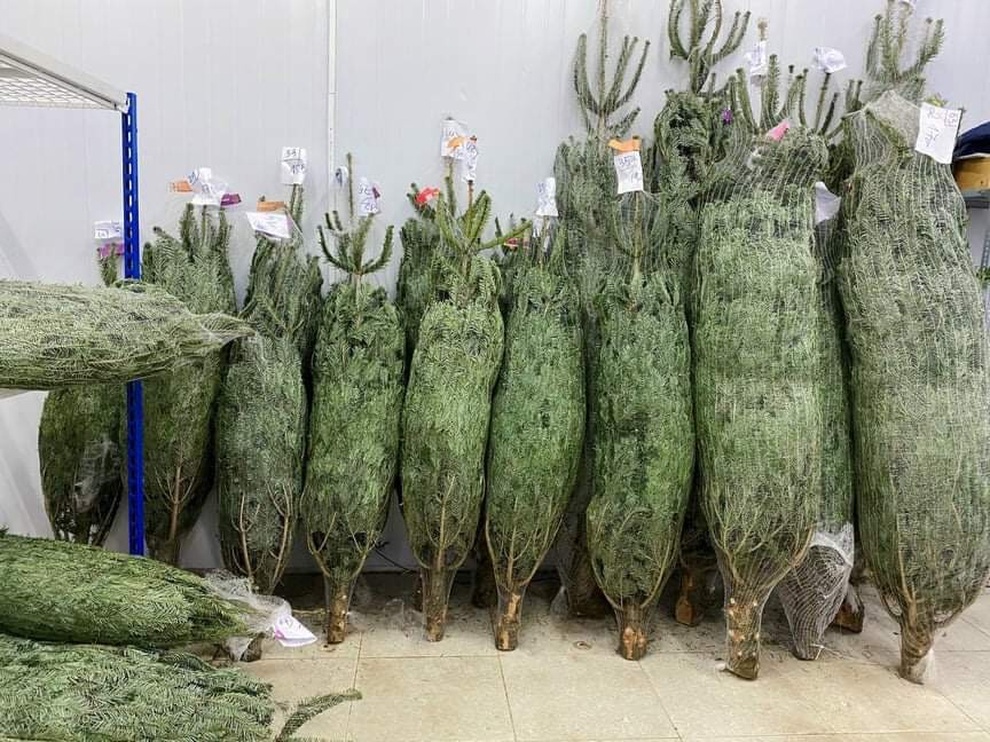 Thông Noel đi máy bay về Việt Nam giá chục triệu đồng/cây vẫn hút khách - 9 Thông Noel đi máy bay về Việt Nam giá chục triệu đồng/cây vẫn hút khách - 9