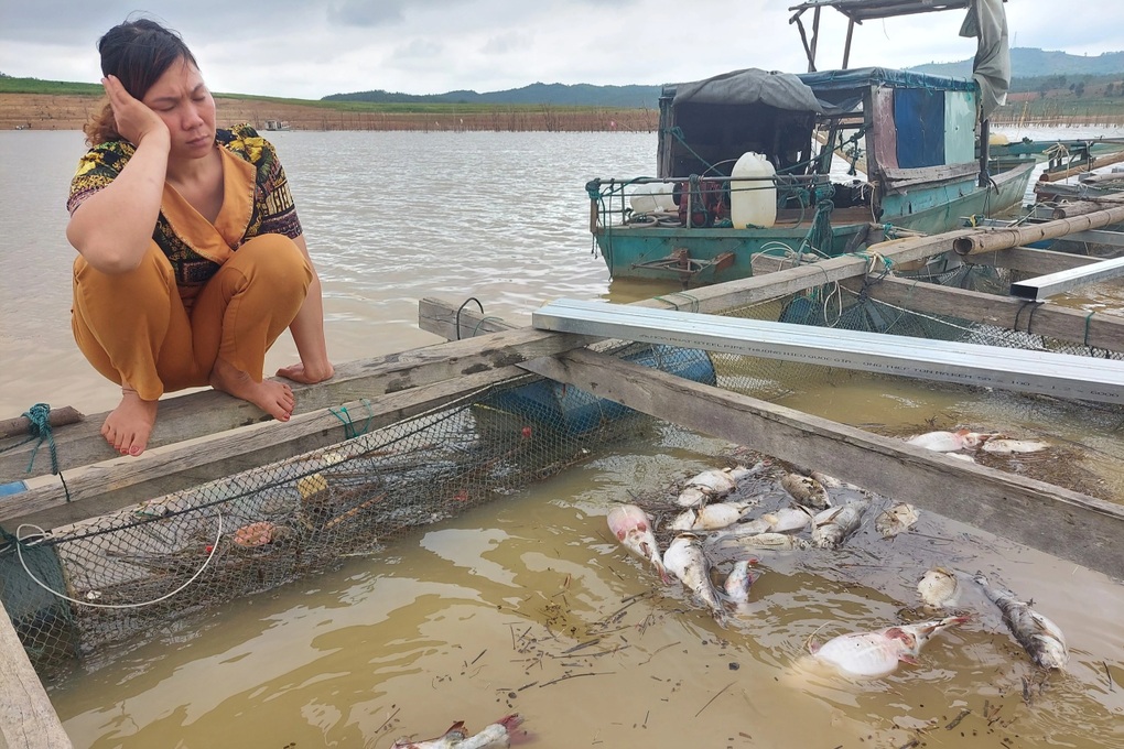 Người dân trắng tay, nợ ngập đầu sau vụ 25 tấn cá lăng chết ở hồ Ya Ly - 2