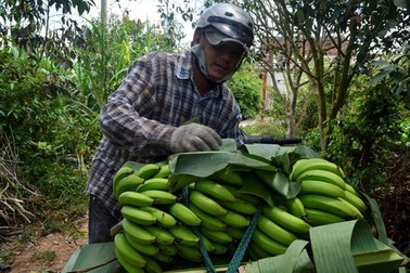 Giá lên cao, nhà vườn chặt chuối non để bán