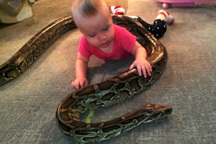 Nuôi trăn cảnh, thú vui tiềm ẩn nhiều rủi ro chết người