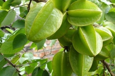 Những lợi ích tuyệt vời cho sức khỏe từ quả khế