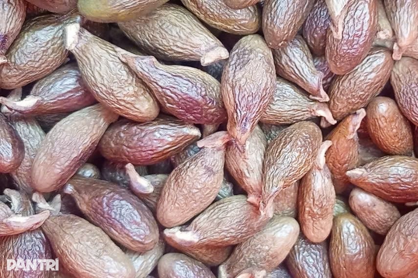 Gom nhặt loại quả 4 năm mới có một lần, bán nửa triệu đồng mỗi cân - 3