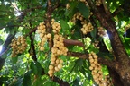 Người dân "hái tiền" từ loại quả mọc từng chùm trên thân cây