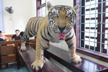 Thu giữ một bộ da hổ nhồi bông trên xe khách