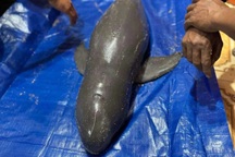 Xác cá heo dạt vào bờ biển Bình Định