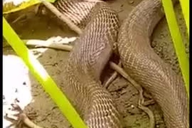 Thót tim cảnh rắn hổ mang Ấn Độ bạnh hàm hết cỡ nuốt chửng rắn lục