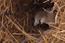 Kỳ lạ loài chim chỉ nặng 30g nhưng có thể xây tổ dài 7m, nặng hơn một tấn