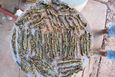 Choáng với 63 con rết tìm thấy trong dạ dày cáo