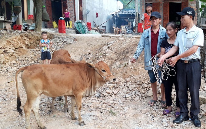 Quảng Bình: Trao tặng 10 con bò giống cho các hộ nghèo