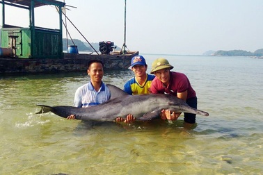 Cứu sống cá heo dài 1,3 mét trên biển Cô Tô